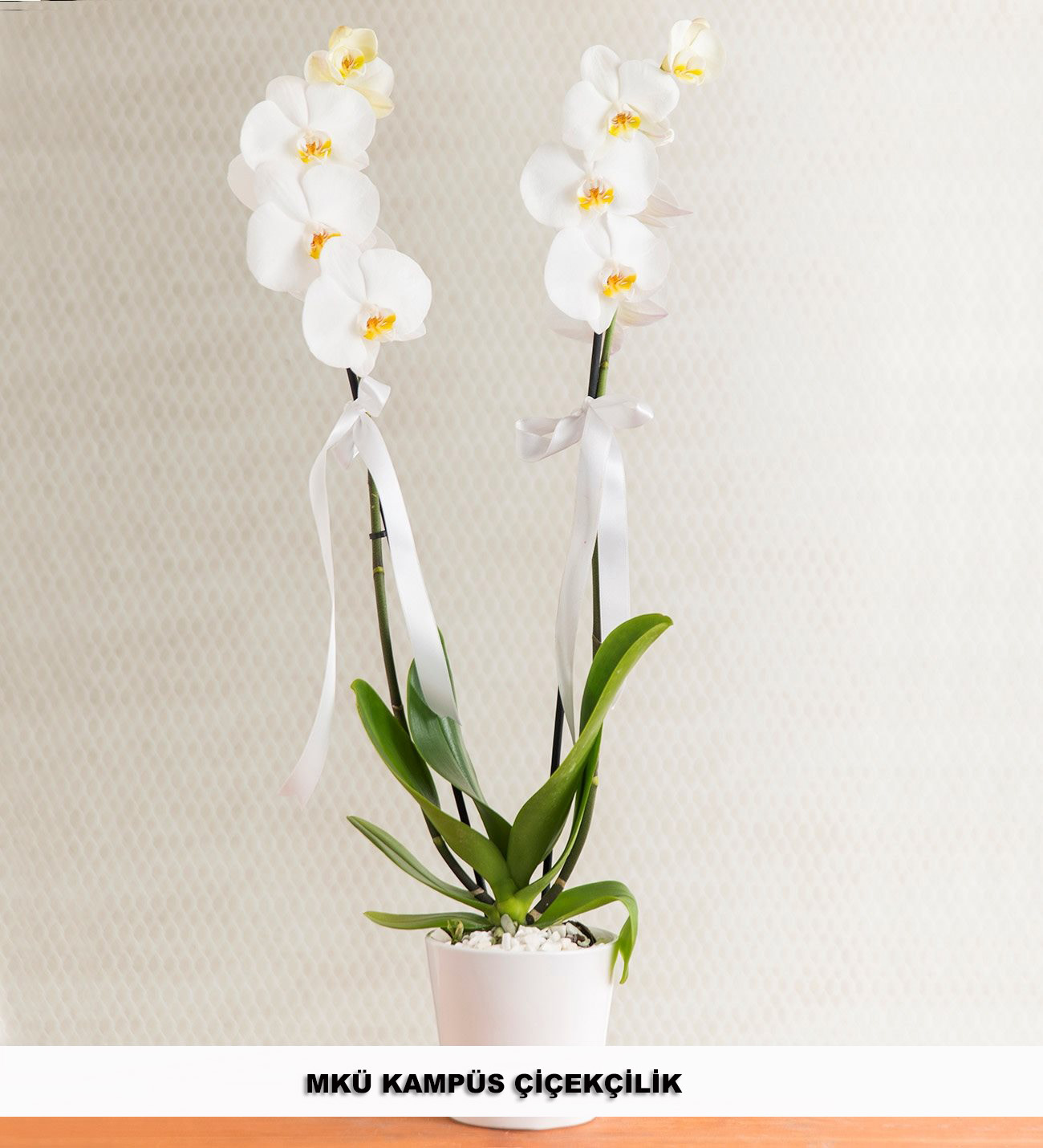 Beyaz 2 Dal Orkide Çiçeği
