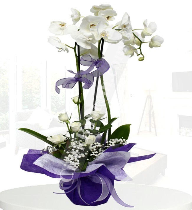 iki dallı beyaz orkide 7 ad gül
