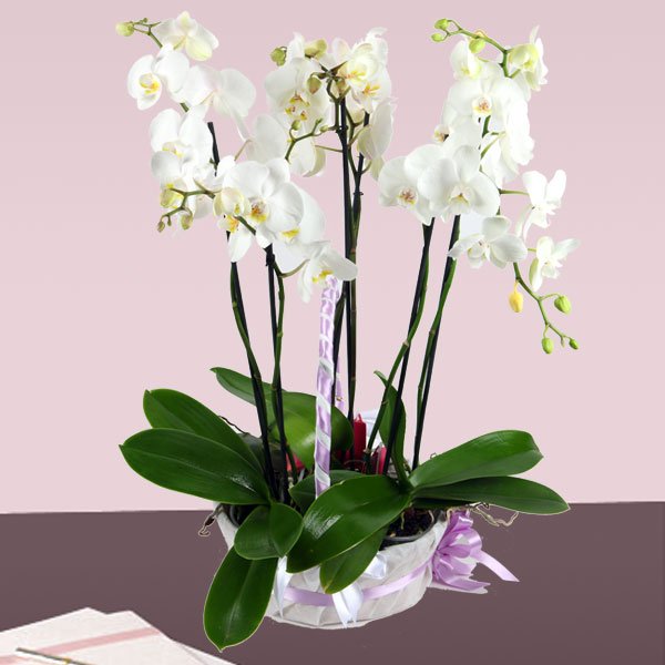 Falenopsis Orkide Bitkisi