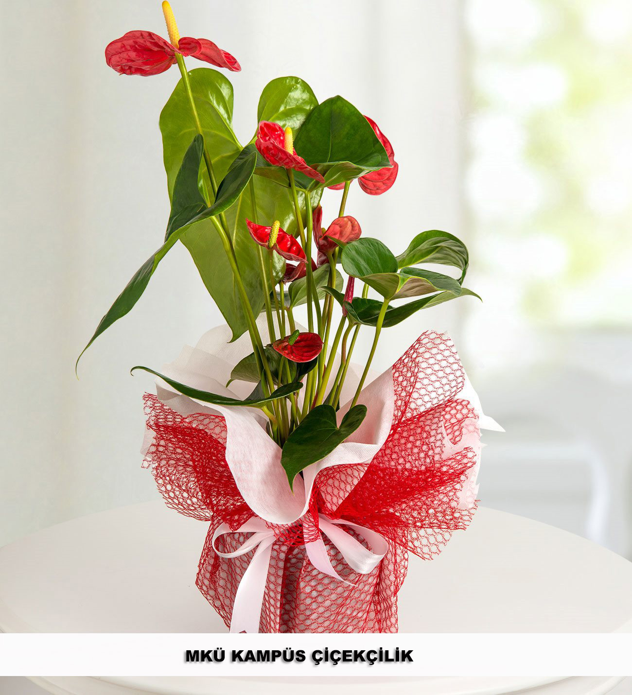 Kırmızı Antoryum (Anthurium )Saksı Çiçeği